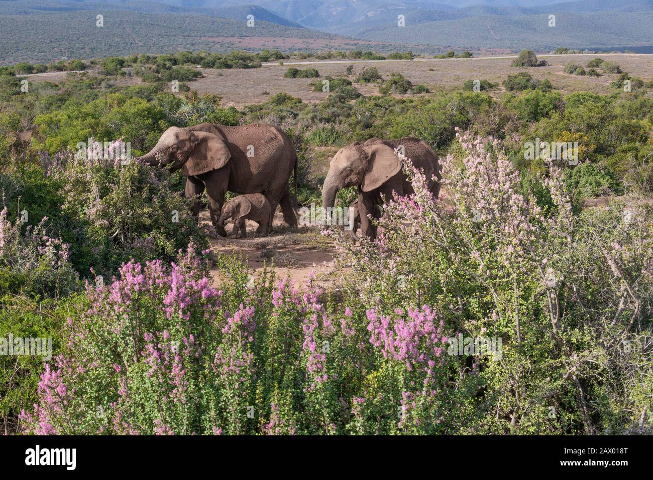 Tranquility Interessant Transformer Elephant Mothers Day High Resolution Stock Photography and Images - Alamy