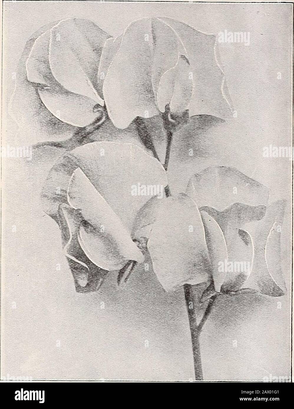 Sort Blue Bonnet Stock Photos Sort Blue Bonnet Stock Images Alamy