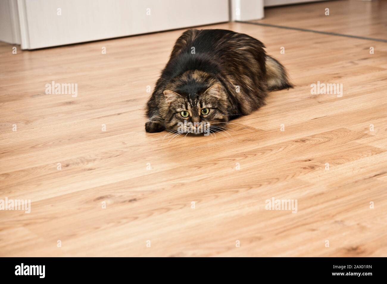 Cat Jump Indoor Stock Photos Cat Jump Indoor Stock Images Alamy