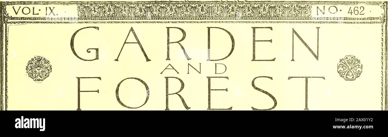 Garden and forest; a journal of horticulture, landscape art and forestry . flowers in autumn,and in January the rhizomes are forked out of the soil andaverage from two to three ounces in weight. When liftedfrom the ground and cleaned of adhering dirt they are plungedinto boiling water to destroy their vitality and then dried in thesun, when they present a brown wrinkled surface. To pro-duce the so-called uncoated ginger the epidermis is scrapedfrom the rhizome, which is subjected to some bleaching,generally from the fumes of sulphur, and much of the com-mercial ginger is practically whitewashe Stock Photo