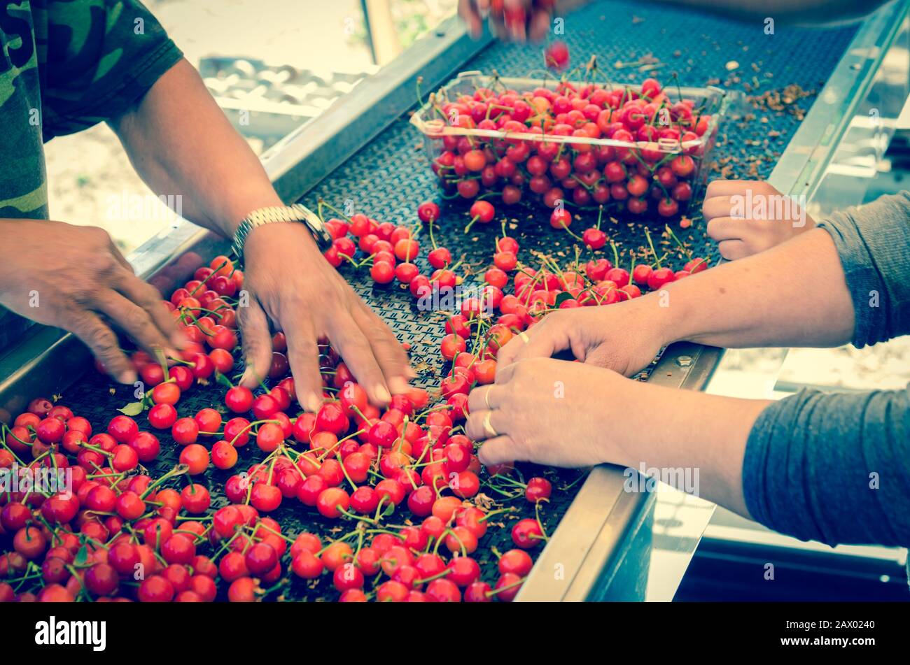 Package sweet cherries into plastic box container on conveyor belt line