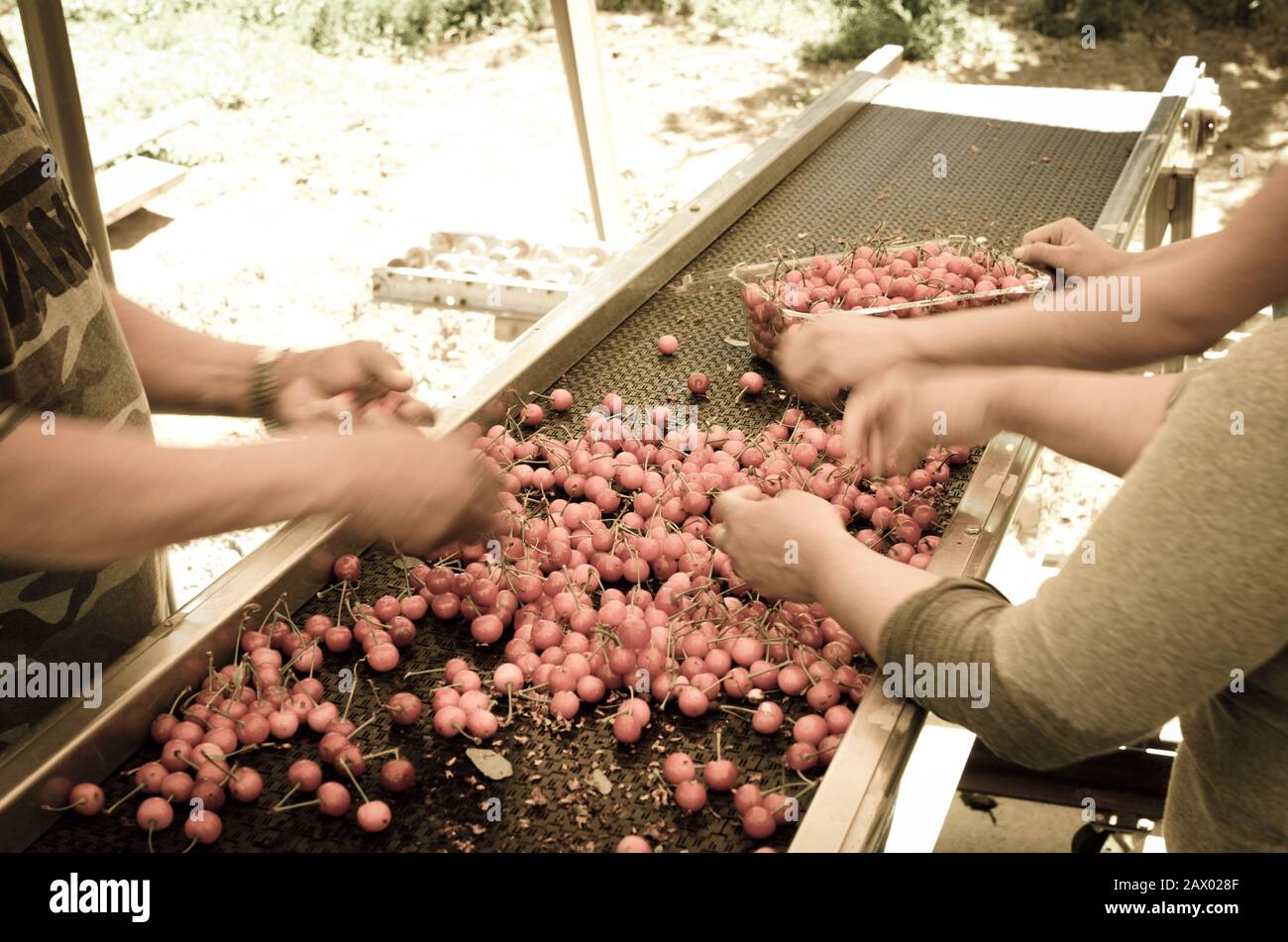 Package sweet cherries into plastic box container on conveyor belt line