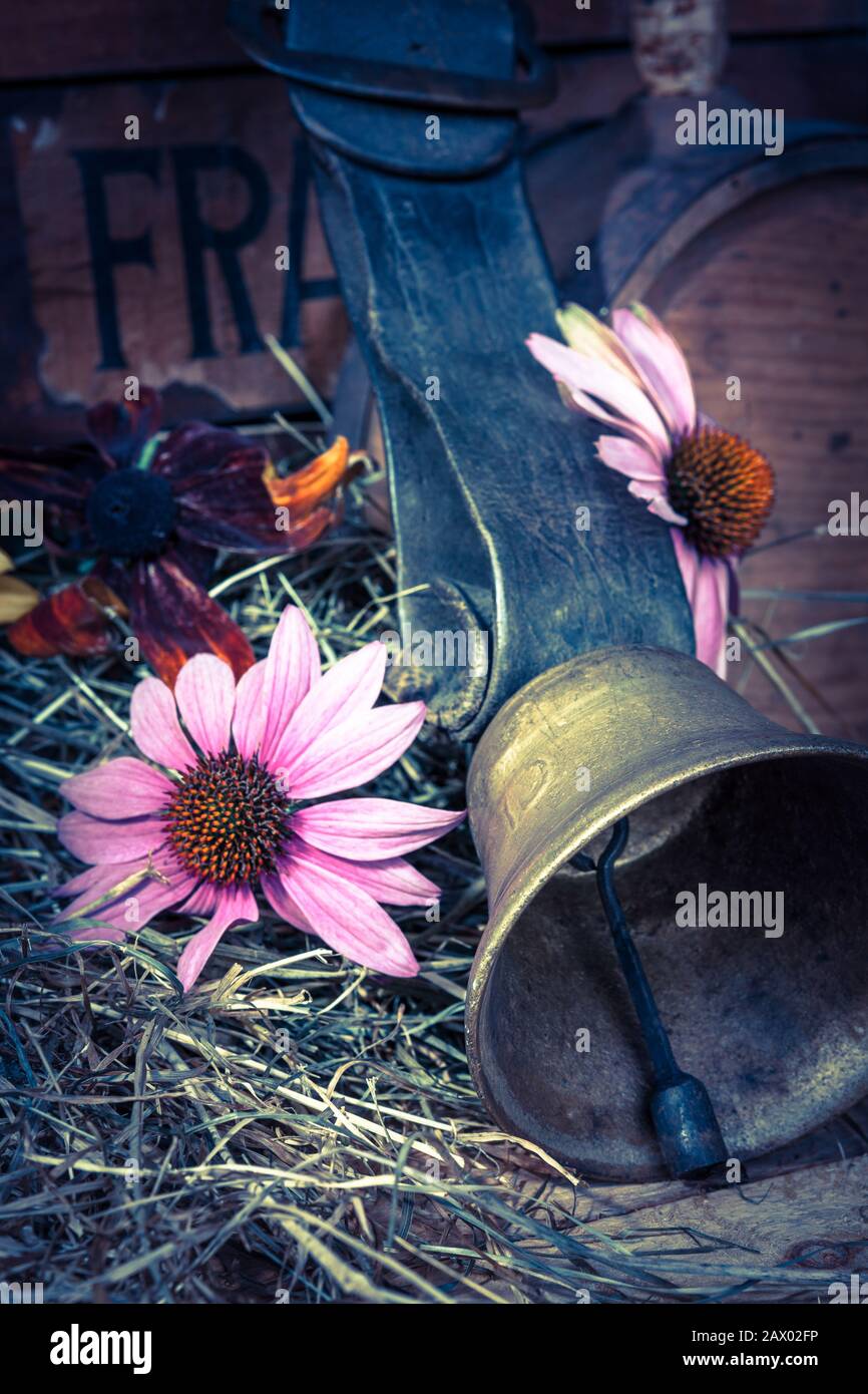 cowbell for cattle with flowers and hay Stock Photo Alamy