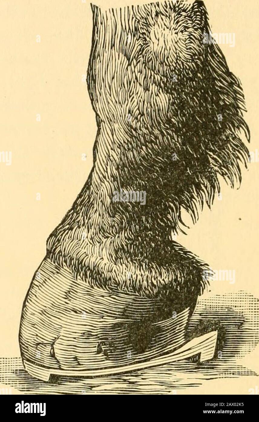 Magner's ABC guide to sensible horseshoeing : a simple and practical treatise on the art of shoeing horses . Fig. 453.—Heels too High. 28 SHOEING.. carry out in its ground surface, as nearly as possible, the form of the wall before it was cut away. It is a rule, recognized by the best authorities, that the sole should not rest upon the shoe, except around the toe where the outer edge is left full and natural. But if the wall is cut down close, and the sole rather thin (which, as explained before, in no case should be done except for pathological reasons), it is advisable, if it comes too near Stock Photo