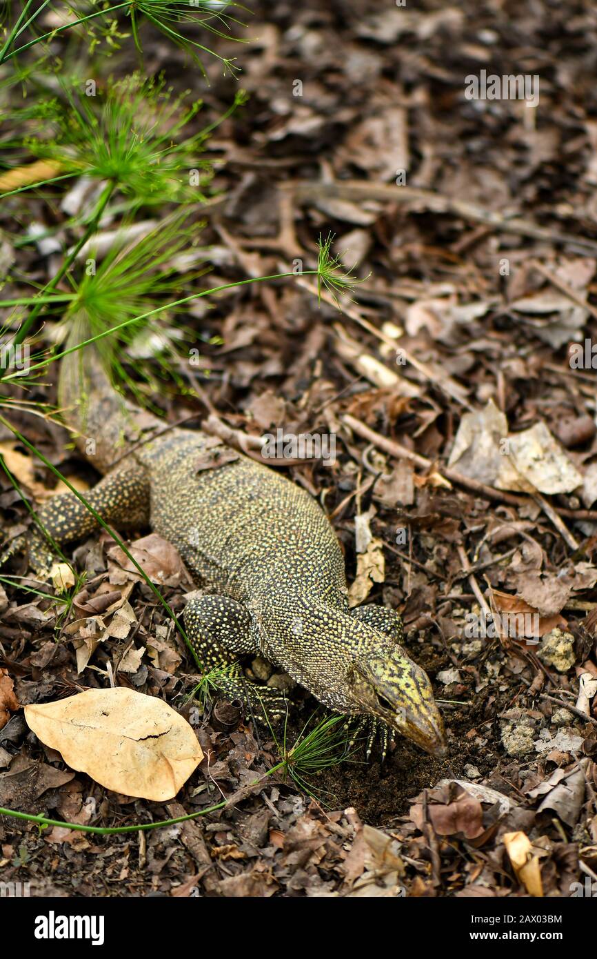 Yellow spotted asian water monitor lizard digging for food Stock Photo Alamy