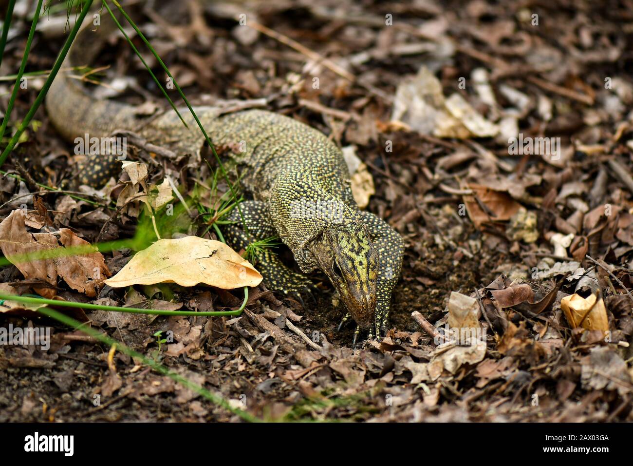 Yellow spotted asian water monitor lizard digging for food Stock Photo Alamy