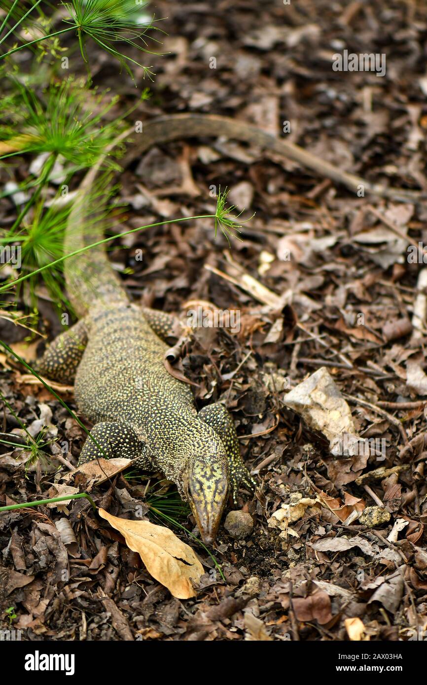 Yellow spotted asian water monitor lizard digging for food Stock Photo