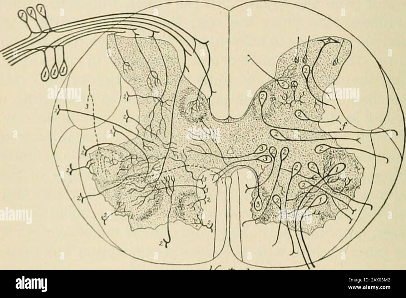 A text-book of physiology, for medical students and physicians . d, help to form the tracts into which this white mattermay be divided (2 and 3 of Fig. 73). These tract cells are foundthroughout the gray matter, and according to the side on which theaxon enters into a tract they may be divided into three subgroups: 163 164 PHYSIOLOGY OF CENTRAL NERVOUS SYSTEM. (a) Those whose axons enter the white matter on the same side ofthe cord, the tautomeric tract cells of Van Gehuchten. (b)Those whose axons pass through the anterior white commissureand thus reach the tracts in the white matter of the ot Stock Photo