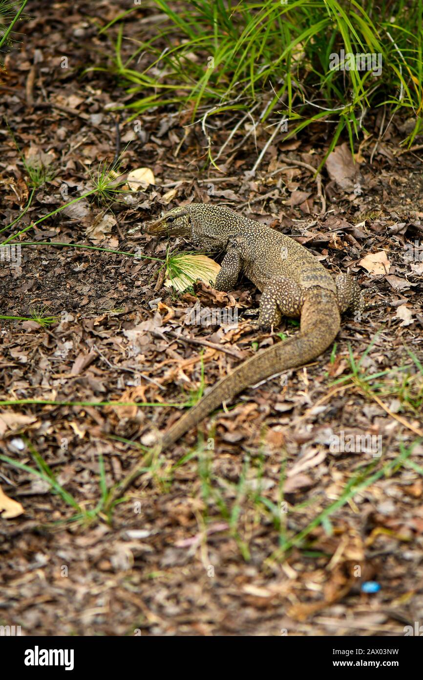 Yellow spotted asian water monitor lizard digging for food Stock Photo