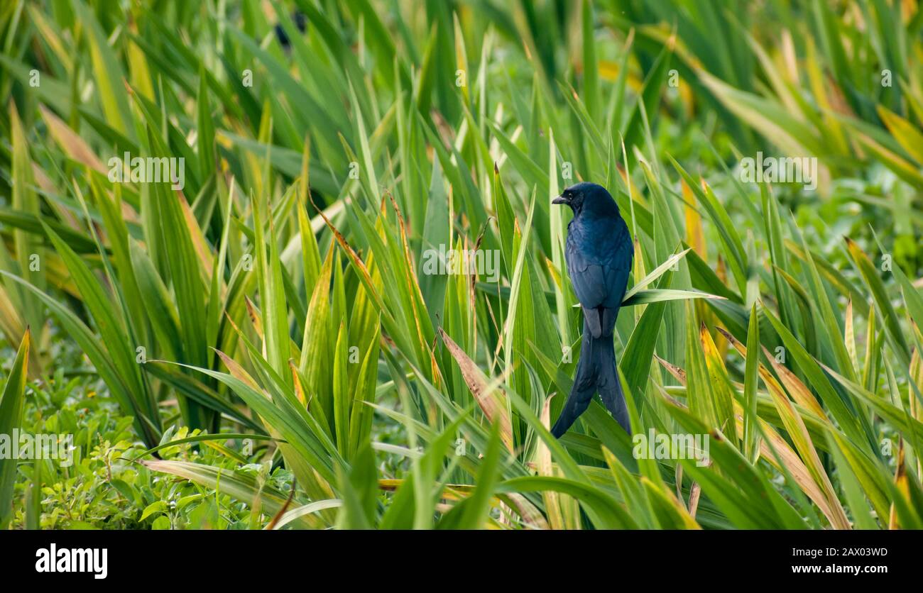 The swallows, martins and saw-wings, or Hirundinidae, are a family of passerine birds found around the world on all continents, including occasionally Stock Photo