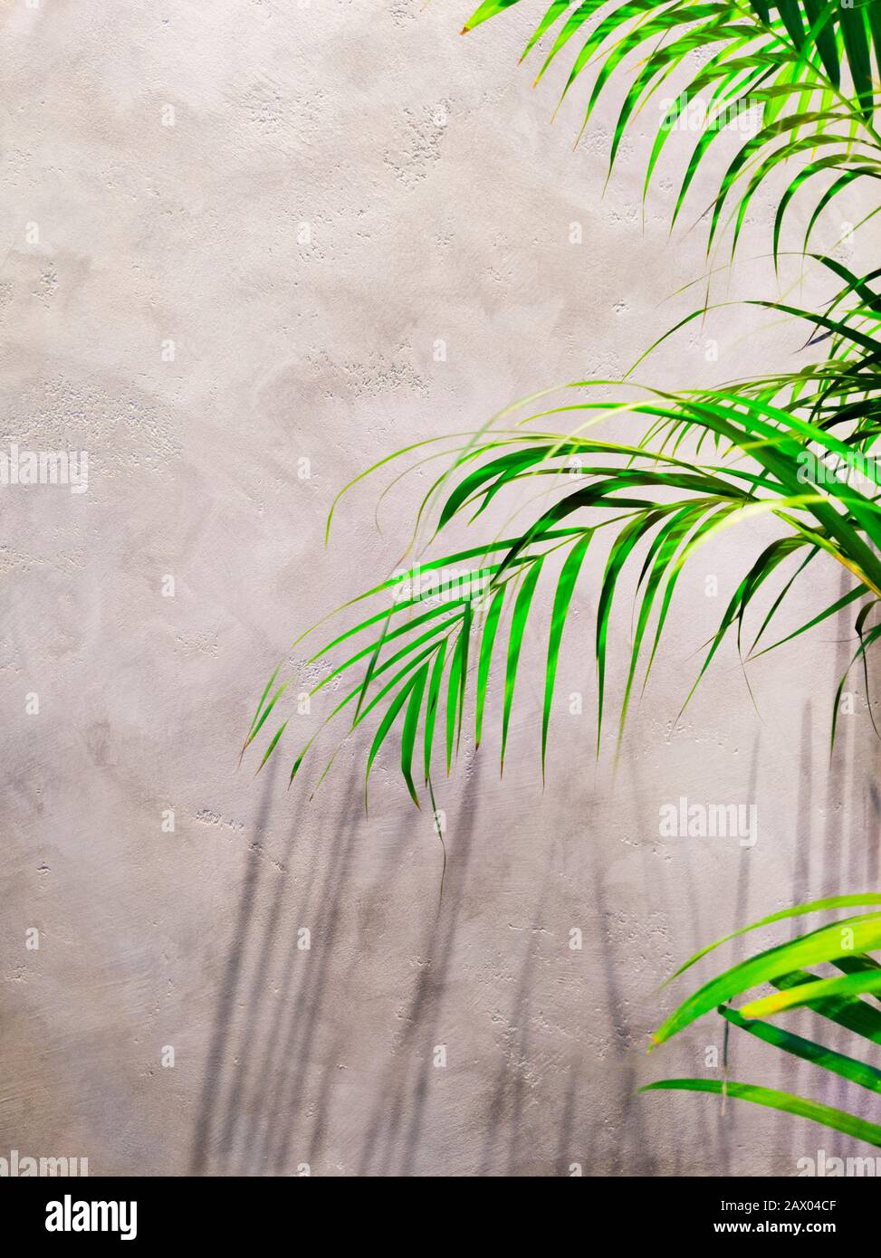 Summer tropical travel concept. Shadows of the palm trees on grey background. Stock Photo