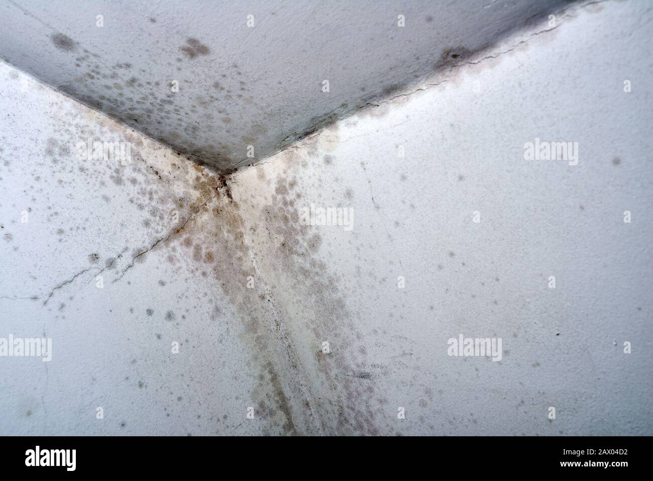 Black mould and fungus on home wall. Mold on ceiling the problem of