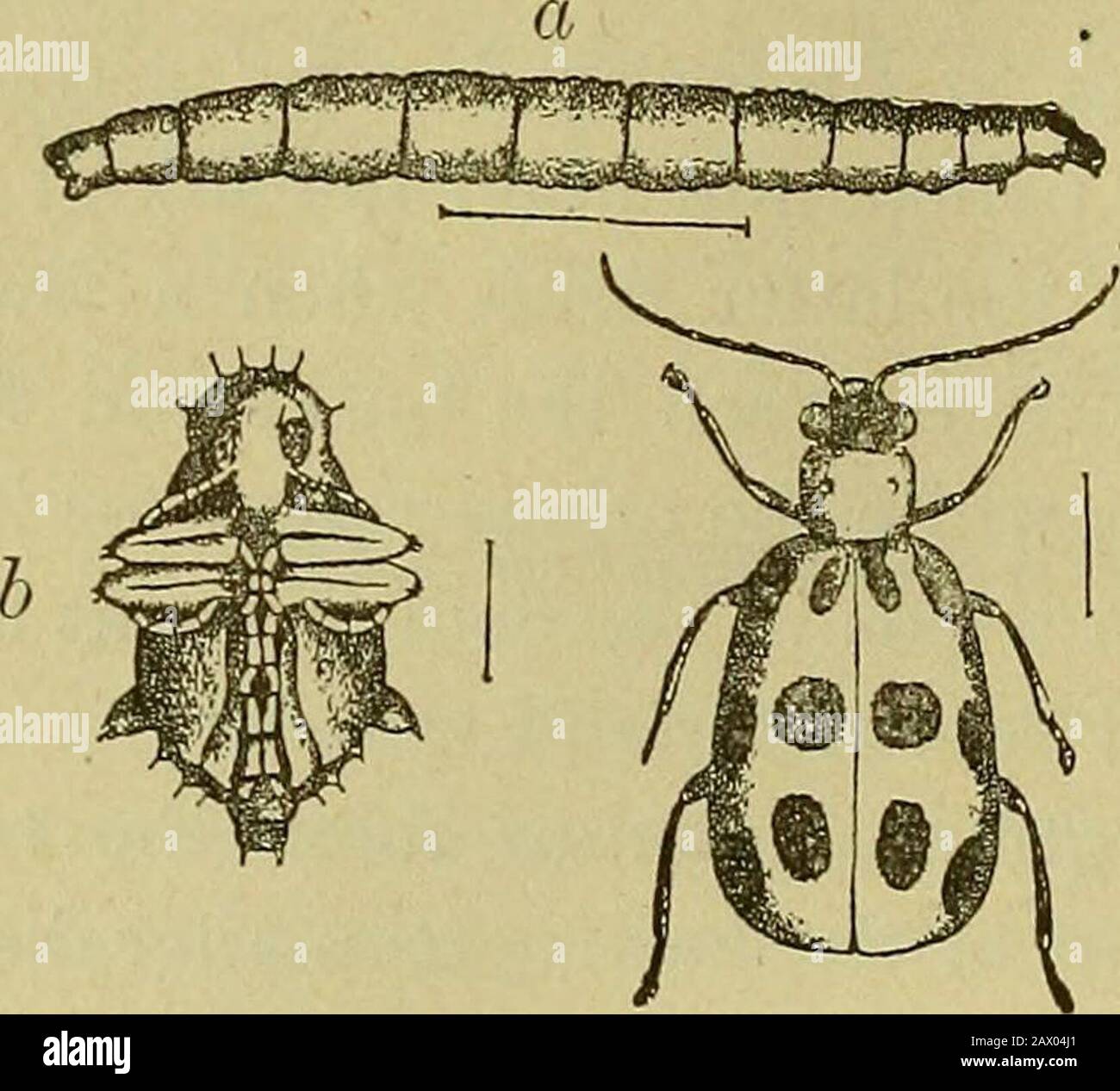 Insects and insecticidesA practical manual concerning noxious insects and the methods of preventing their injuries . is insect are representedat Fig. 112. The larva (a) is a slender, whitishworm, about half an inch long, resembling the West-ern Corn Root-worm, to which, in fact, it is closelyrelated. It feeds promiscuously upon the roots and base of the stalk ofcorn, pupating in thesoil about the roots,and emerging short-ly afterwards as a3rellow beetle with 12black spots upon theback (c). There aretwo broods each sea-son, eggs for the firstbrood being depos- Fig. 112. Southern Corn Root-worm: Stock Photo