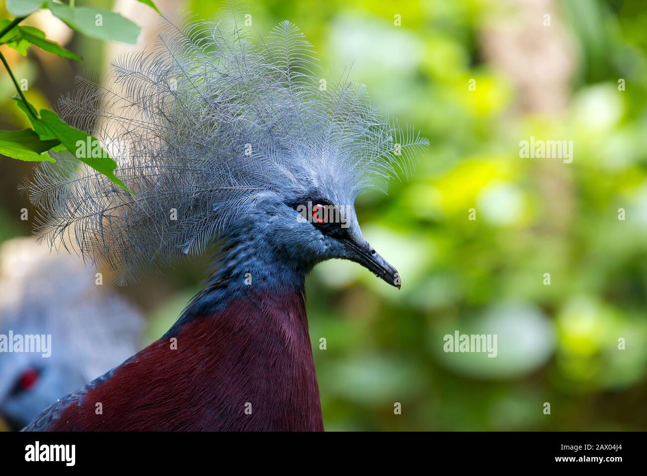 Crowned Pigeon Portrait Closeup Stock Photo
