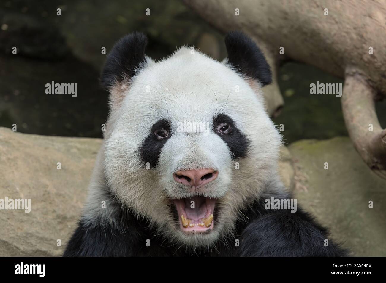 Giant Panda Bear Mouth Open Closeup Portrait Stock Photo