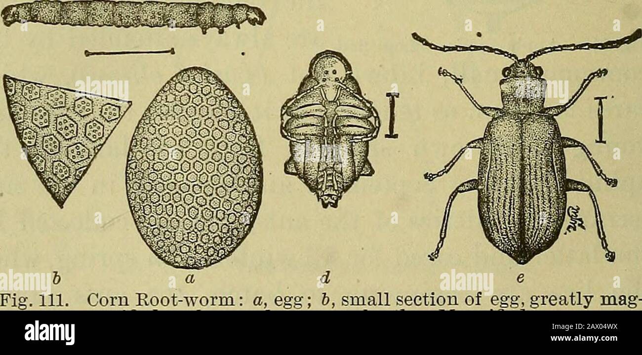 Uppan Insect Upplants hi-res stock photography and images - Alamy