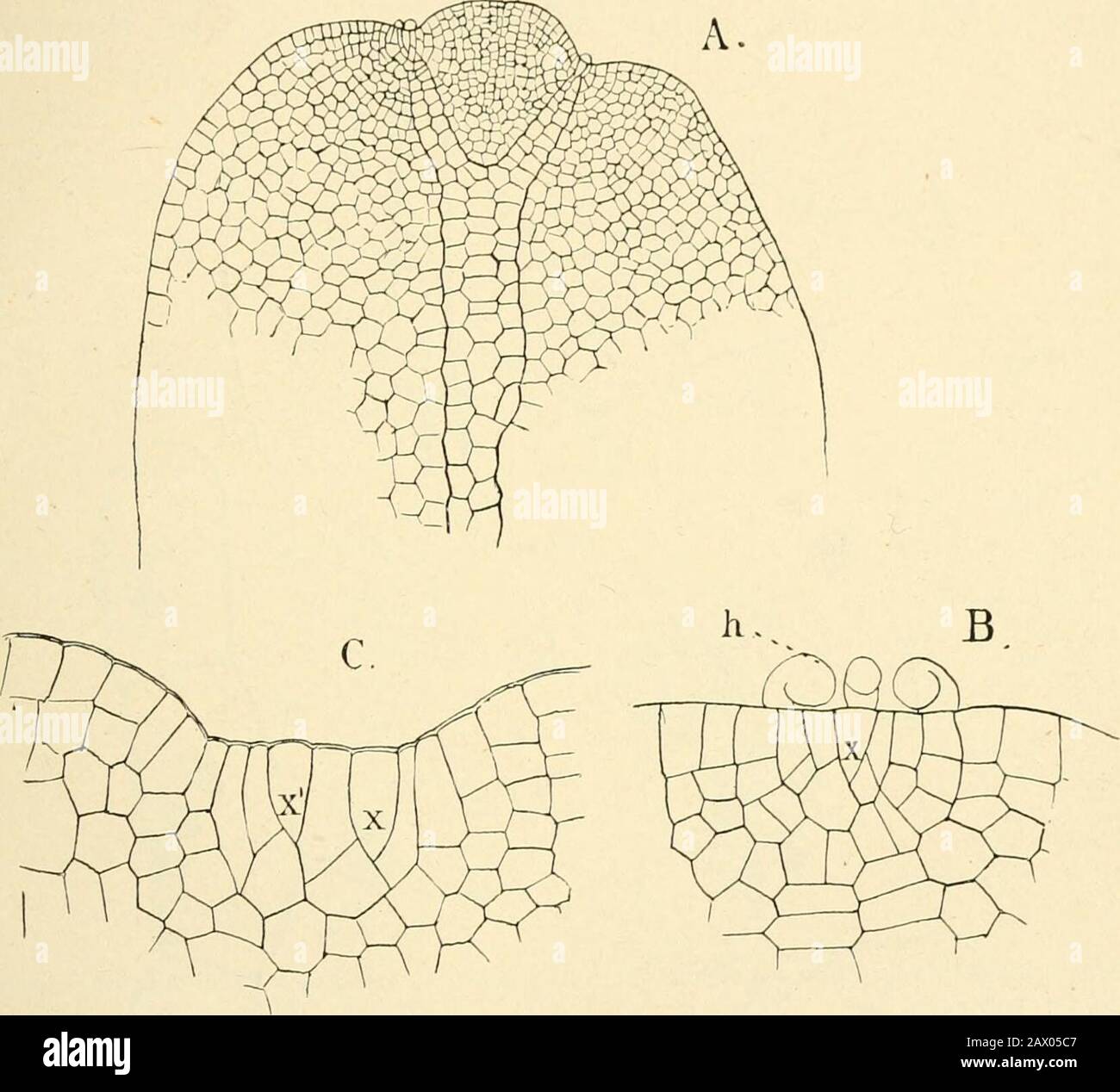 The structure & development of the mosses and ferns (Archegoniatae) . t-hairs are developed fromthe ventral surface, especially of the midrib, when that is present. Aneura is of interest as showing the only case amongthe Bryophytes of structures that may be compared to thezoospores of the green Algae. In A. multifida Goebel * dis- 1 Goebel (14). 2 On the fertilisation of the archegonium q{ Riella, see Kruch (i). • Two-sided is hardly a strict equivalent for the German zweischneidig,but will be used here in the same sense, i.e. an apical cell from which two sets oflateral segments are cut off. Stock Photo