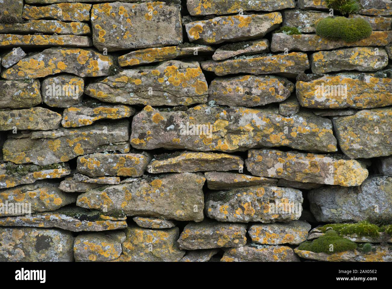 Lichen on Cotswold dry stone walling Stock Photo
