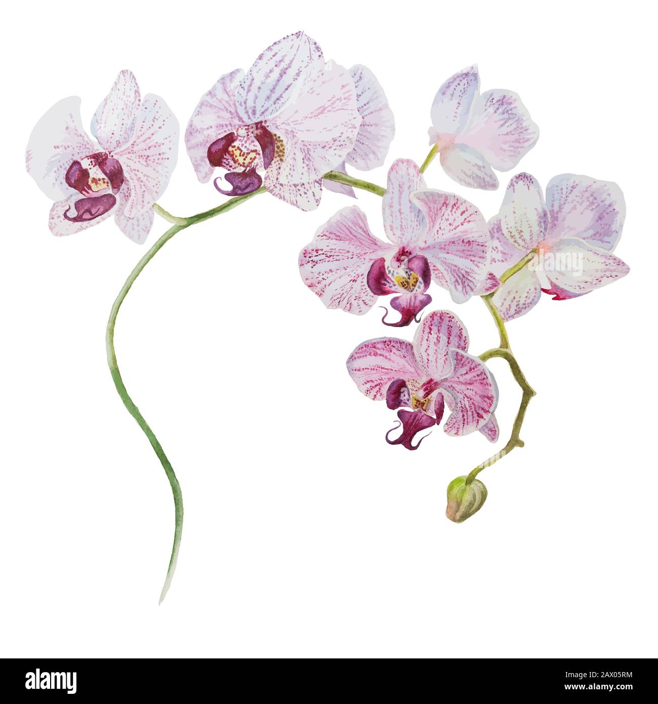 Beautiful orchid blooming branch watercolor hand drawn vector illustration Stock Vector