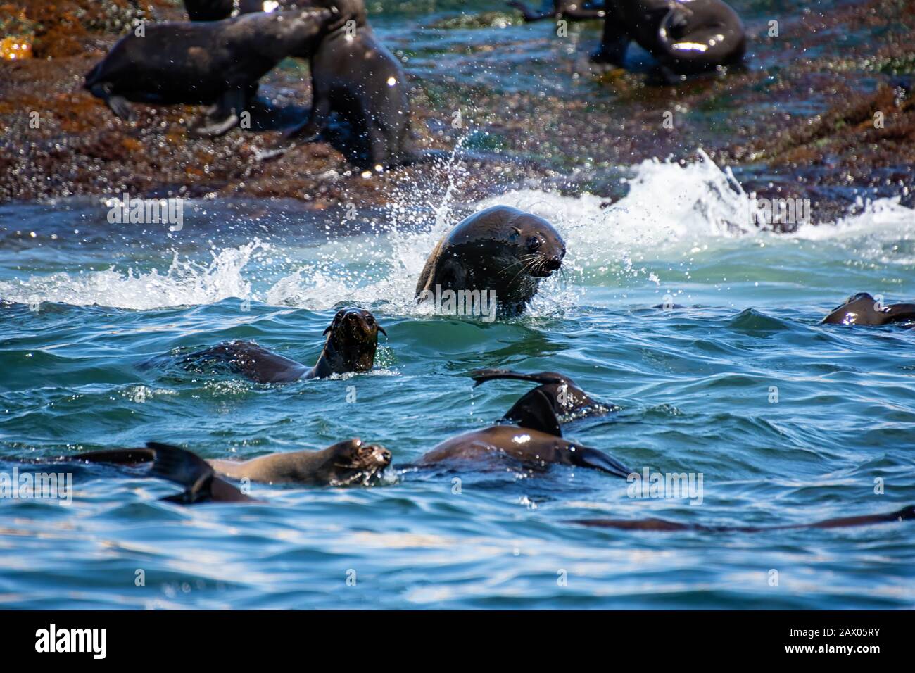 A Cape Fur Seal jumping out of the water at Seal Island in False Bay