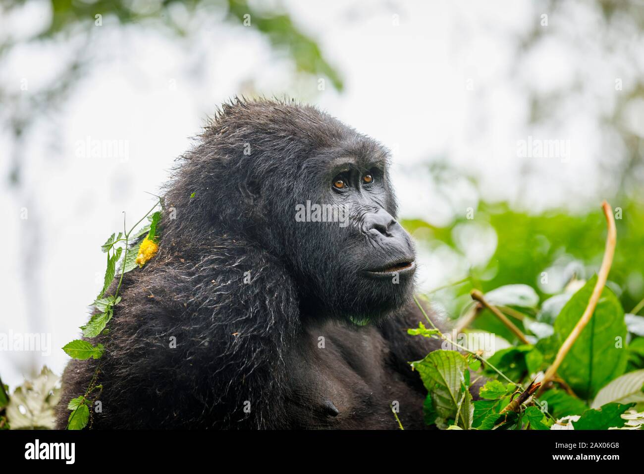 Juvenile Muyambi Group mountain gorilla (Gorilla beringei beringei) in Bwindi Impenetrable Forest, Bwindi Impenetrable National Park, SW Uganda Stock Photo