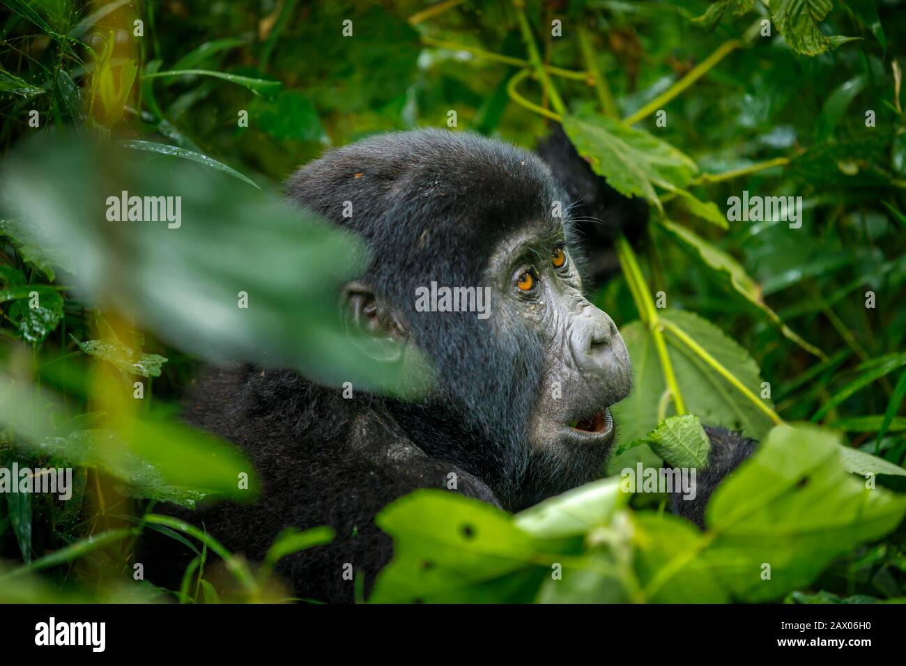Juvenile Habinyanja Group mountain gorilla (Gorilla beringei beringei) in Bwindi Impenetrable Forest, Bwindi Impenetrable National Park, SW Uganda Stock Photo