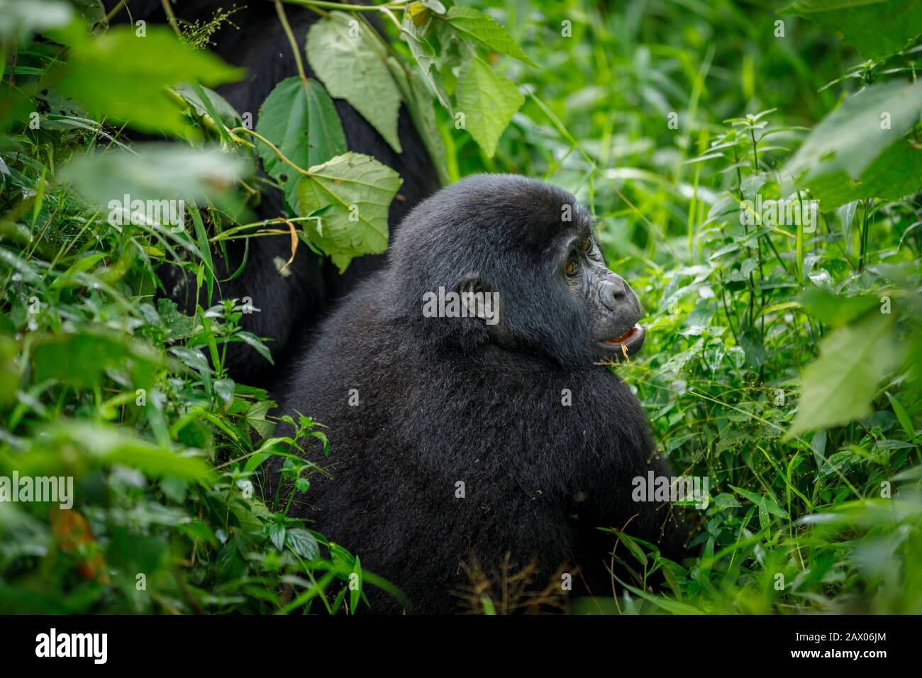 Juvenile Habinyanja Group mountain gorilla (Gorilla beringei beringei) in Bwindi Impenetrable Forest, Bwindi Impenetrable National Park, SW Uganda Stock Photo
