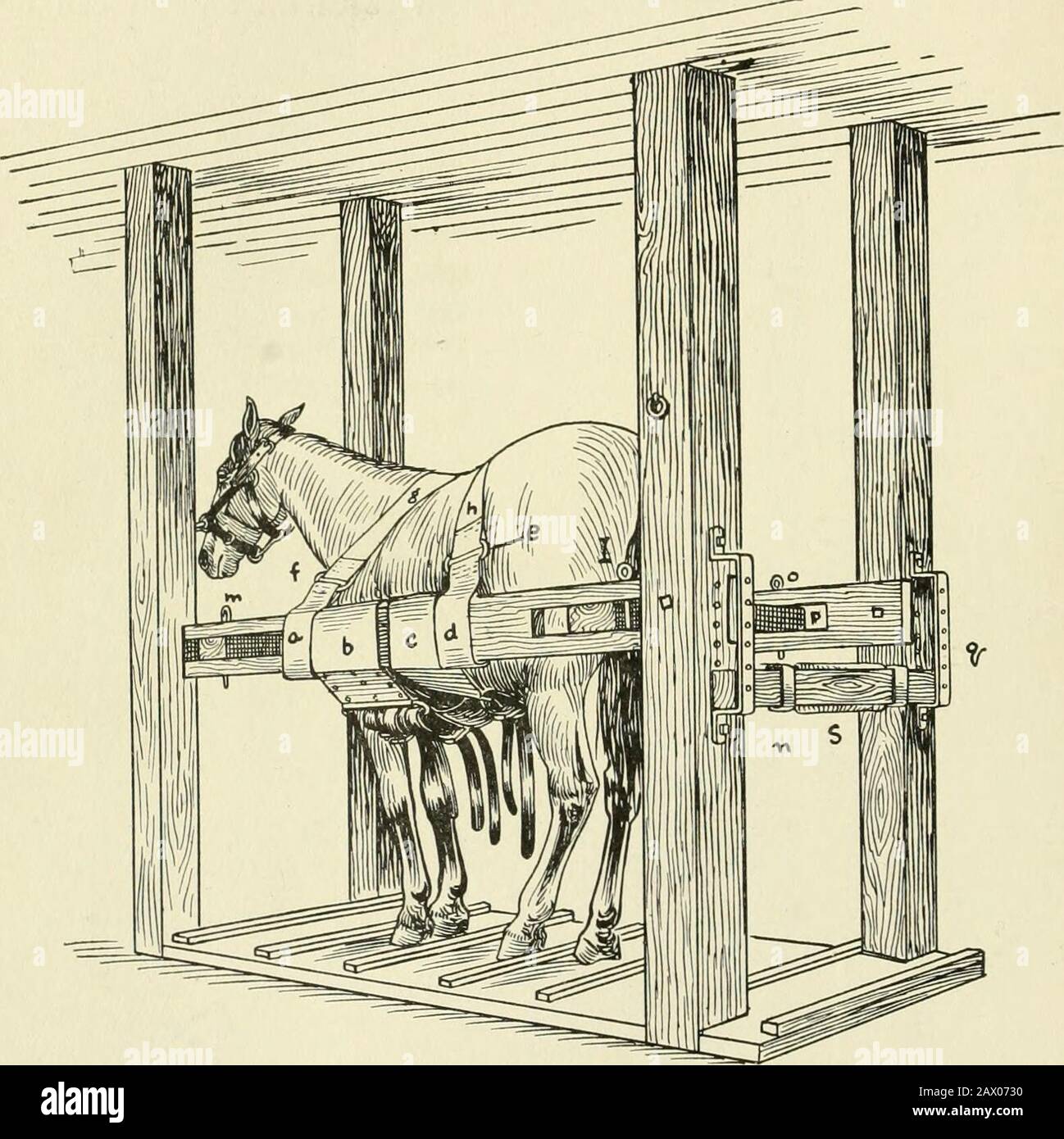 Restraint of domestic animals; a book for the use of students and practitioners; 312 illustrations from pen drawings and 26 half tones from original photographs . Fig. 63. McKillip Veterinary College Stocks with HorseSecured—Side View. properly secured in the standing posture. They are made bysecuring four corner posts (6x8 inches) to both floor and ceil-ing. About 31/0 feet from the floor these posts are sawed out to 56 EESTKAINT OF DOMESTIC ANIMALS. accommodate the main (3x8-inch) side timbers. These sidetimbers are cut out, both in front (i) and behind (e), to accom-modate the (3x8-inch) ba Stock Photo