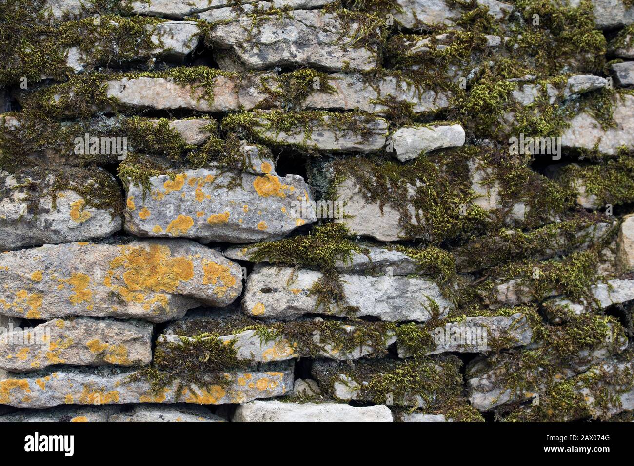 Lichen on Cotswold dry stone walling Stock Photo