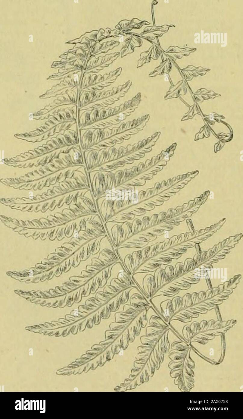 The century supplement to the dictionary of gardening, a practical and scientific encyclopaedia of horticulture for gardeners and botanists . Fig. 125. Asplenium piNNATinnrM.. ^^ FiQ. 126. Frond of Asplenium rhizoprorum. AspleniiiiXL—continued.A pubcscons (downy). A synonym of A. esculentnm.A. reclinatum (reclinate). A variety of A. lunulatum. A, rhizophorum. This species vai-ies {rreatly in the cutting of its fronds ; it is best recognised by its elongated rachis bearinga solitary bulbil at the extremity. See Fig. 126. Stock Photo