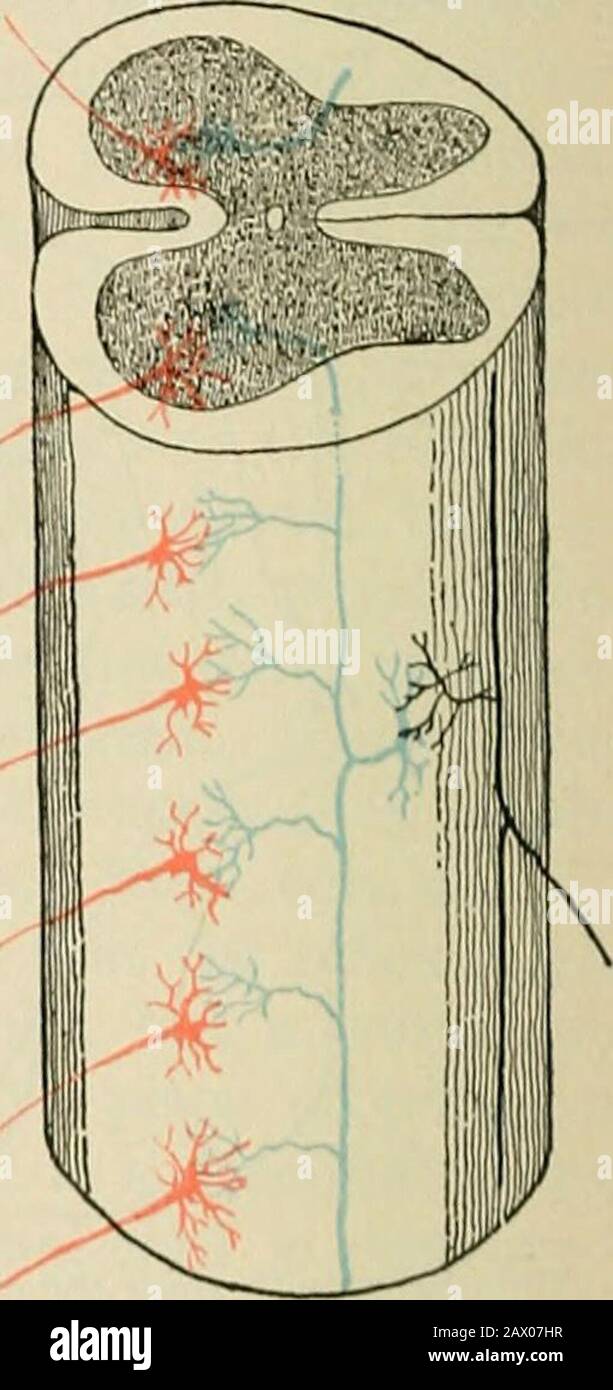 Liber Connect