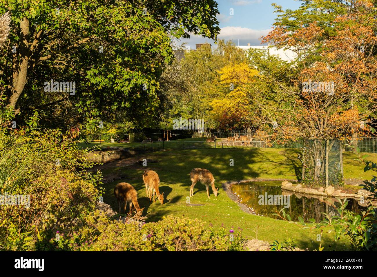 Berlin, Germany- October 7, 2019: Berlin Zoological Garden, cloven-hoofed animals alpacas Stock Photo