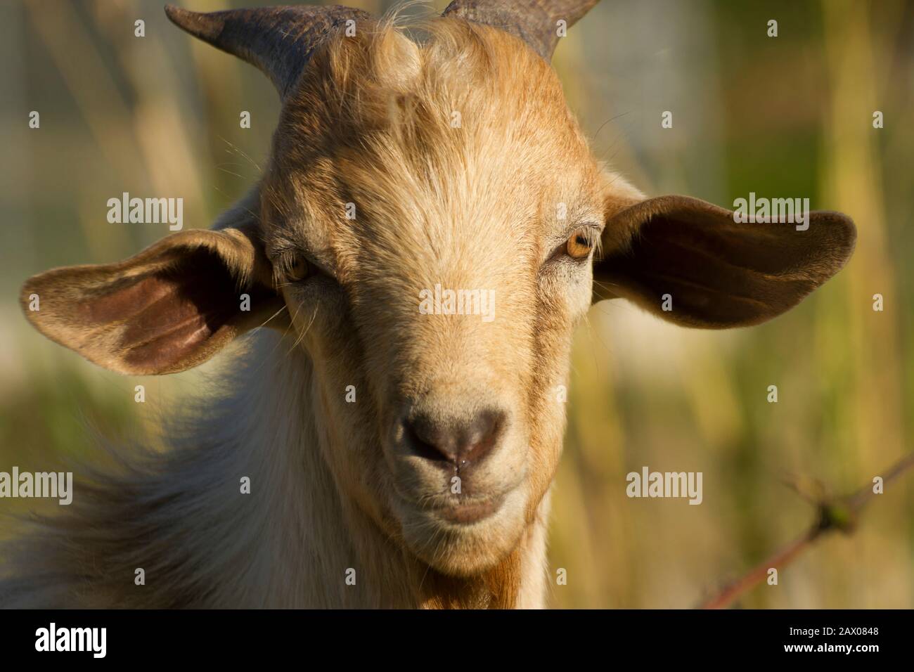 white yellowish domestic goat head close up in blurred natural background Stock Photo