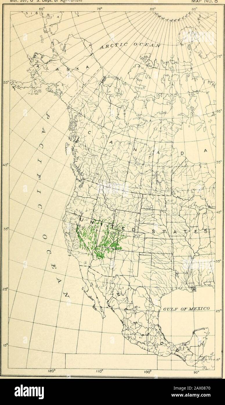The cypress and juniper trees of the Rocky Mountain region . JUN1PERUS SABINOIDES: GEOGRAPHIC DISTRIBUTION. [The distribution shown in Mexico by hatched areas is based on reported occurrences notyet venned ; solid dots show localities where specimens of this species have been collected.] jI. 207, U S. Dept. of Agriculture Map No. 8. JUNIPERUS UTAHENSIS: GEOGRAPHIC DISTRIBUTION. Bui. 207, U S. Dept. of Agriculture Map No. 9 Stock Photo