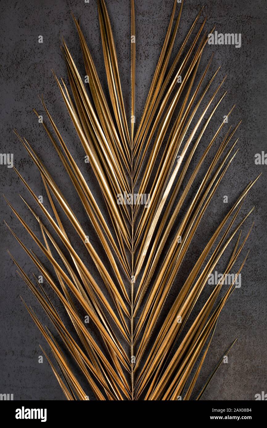 Closeup of golden palm leaf on abstract dark grey textured background ...