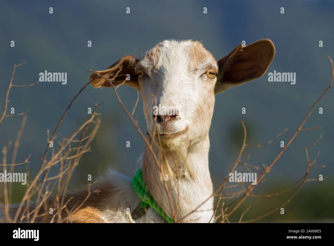 Goat Head Man Images – Browse 2,232 Stock Photos, Vectors, and Video