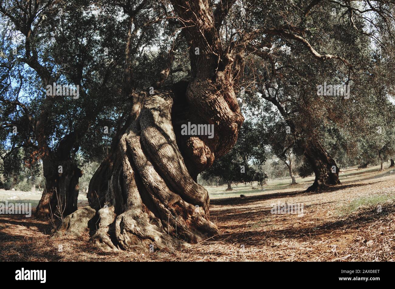 Old Olive Tree Olive Garden In Italy Stock Photo 342984736 Alamy