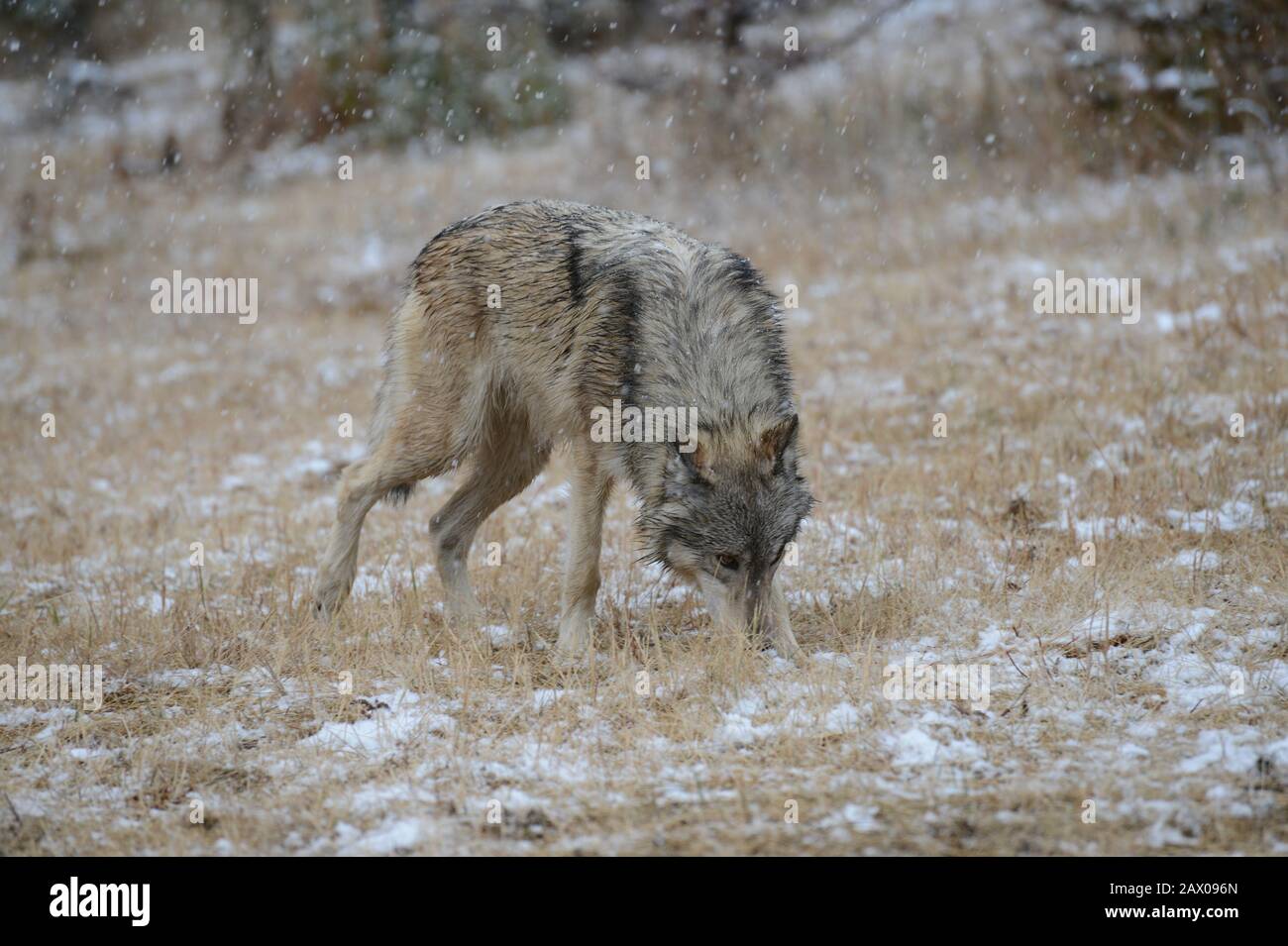 Wolf playing Stock Photo