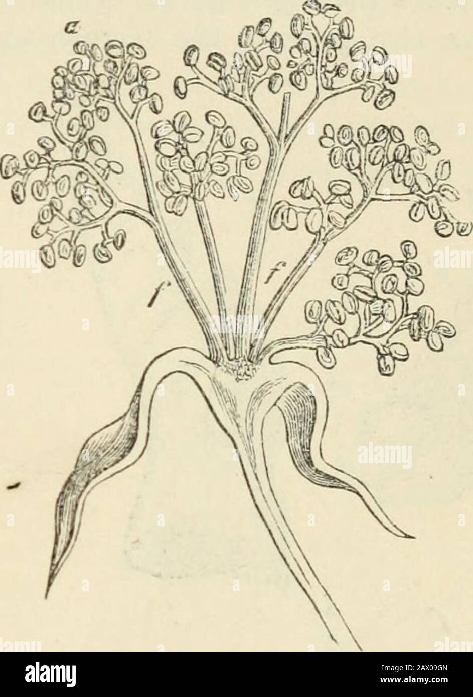 Text-book of botany, morphological and physiological . Fig. 130.—Dichotomy of the root of Isoetes laciistris (afterHofineister) (X400); //the apical cells of the branches; ?whthe old root-cap formed before the bifurcation ; ivhl the tworoot-caps of the branches, still covered by the former one; eepidermis ;/parenchyma ; ryfibro-vascular bundles of the root.. FIG. 131.—Part of a male flower of Ricinus cotnmumscut through lengthways ; // the basal portions of thecompouiidly branched stamens; a their anthers. (c) Leaves. Repeated bifurcations proceeding apparently from true dichotomyoccur in the Stock Photo