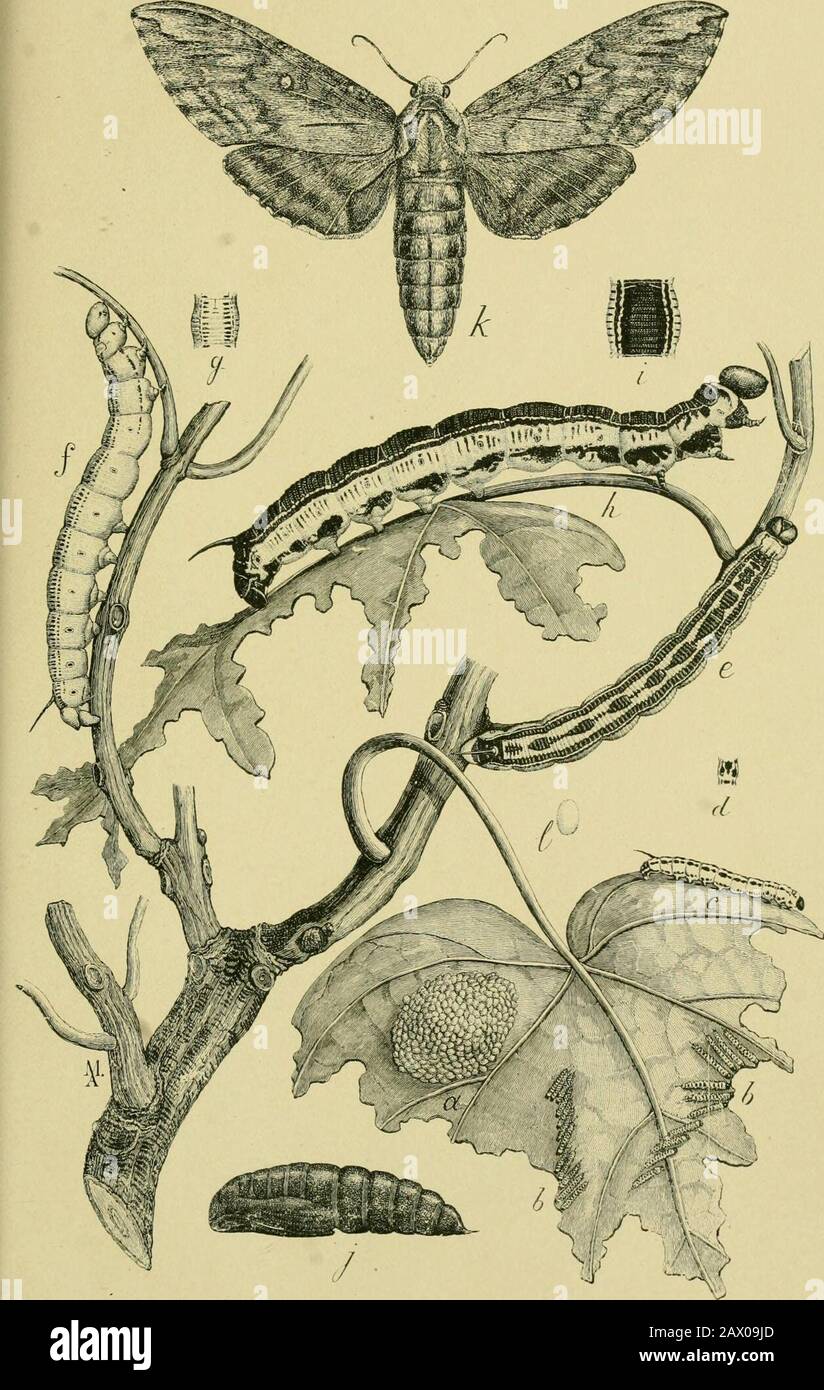 Catalpa Worms Life Cycle