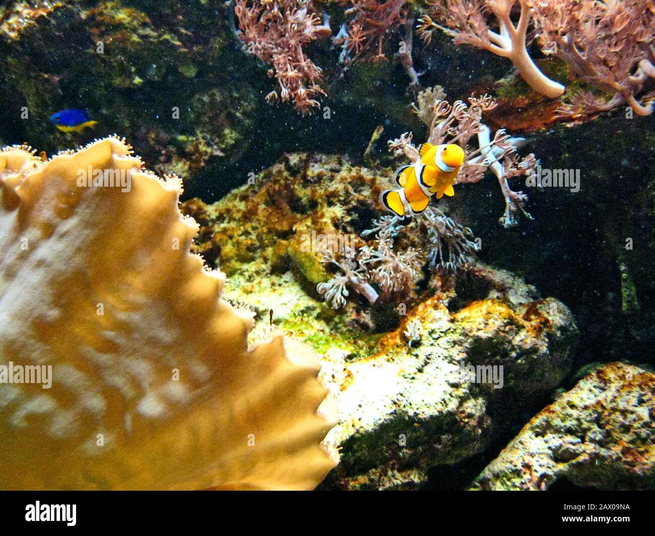 Black-orange clown fish in aquarium Stock Photo