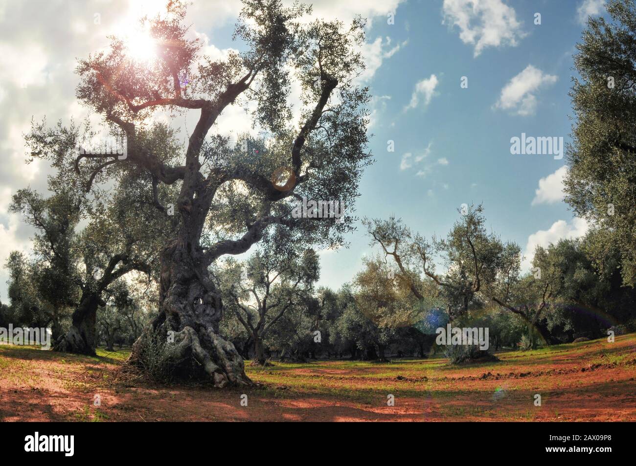 Old Olive Garden Summer In Italy South Stock Photo 342985728 Alamy