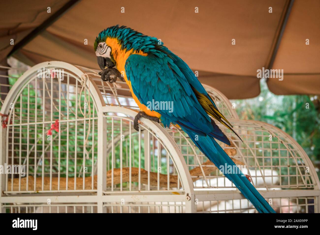 Blue and yellow parrot standing on a green cage Stock Photo - Alamy