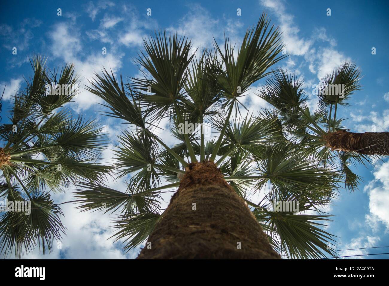 Low angle shot of trees growing under a blue sky Stock Photo - Alamy