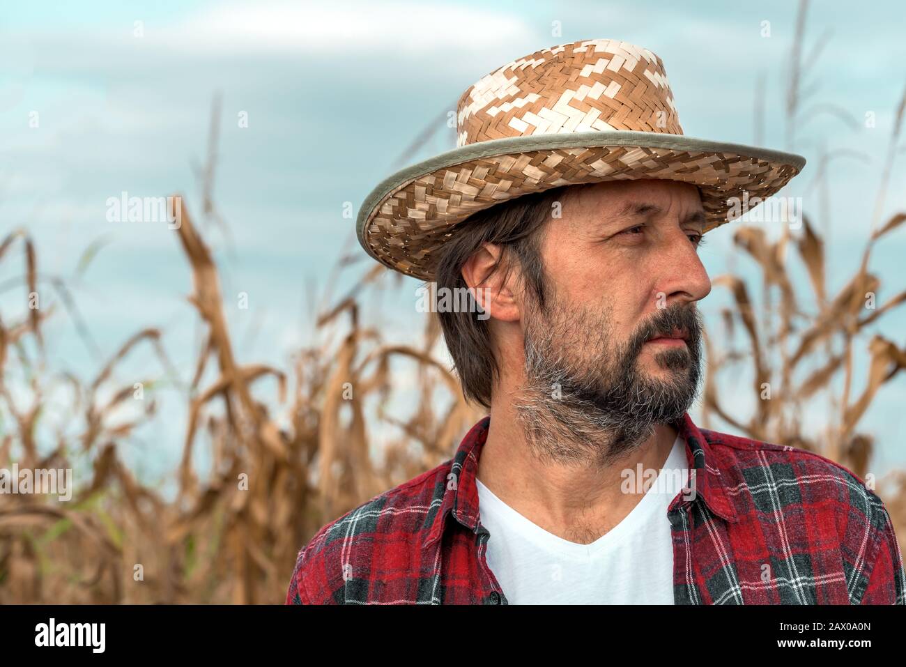 Portrait of corn farmer in ripe maize crop field wearing straw hat and ...