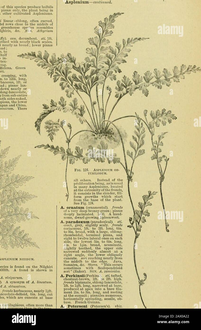 The century supplement to the dictionary of gardening, a practical ...