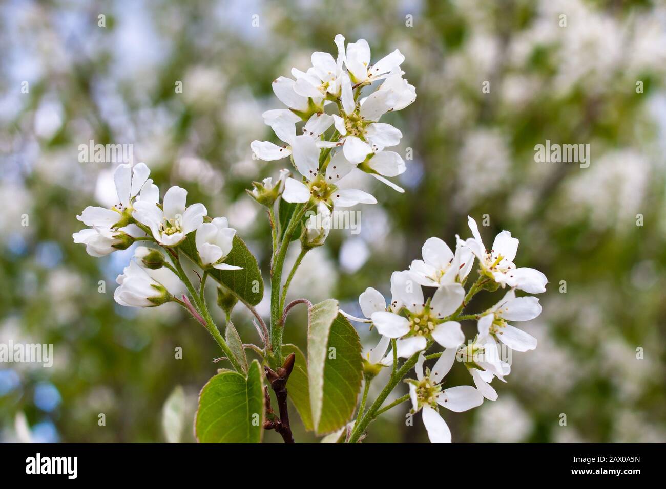 Flowers of serviceberry in the garden Stock Photo