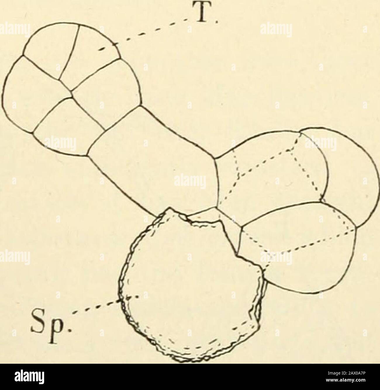 The Structure Development Of The Mosses And Ferns Archegoniatae 25 Targio Nia Kypopkylia L Germination Of The Spores X About 200 In B Two Germ Tubeshave Been Formed C And E