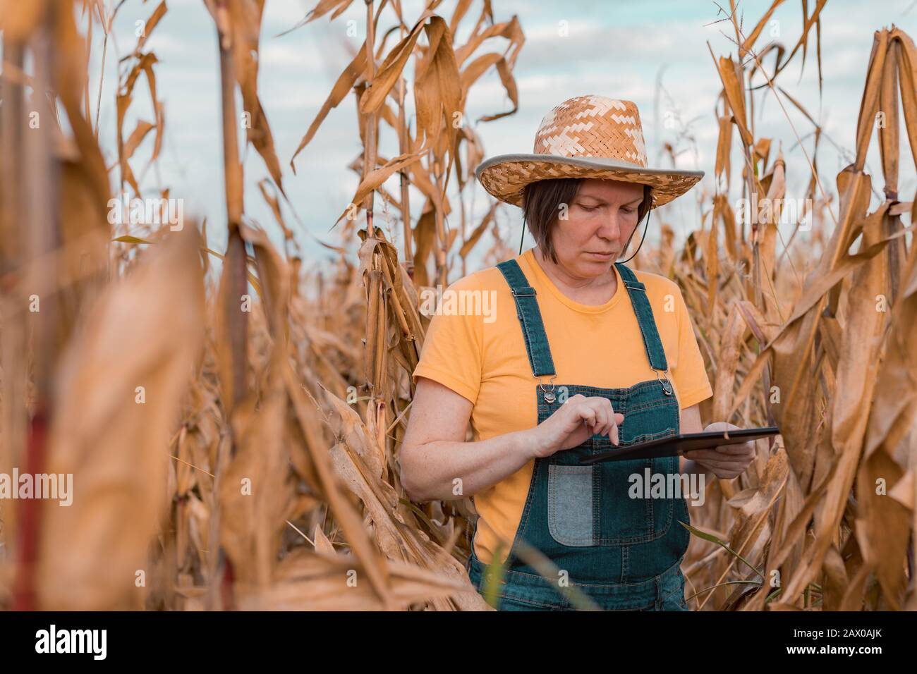Female corn farmer using digital tablet in cornfield, smart farming ...
