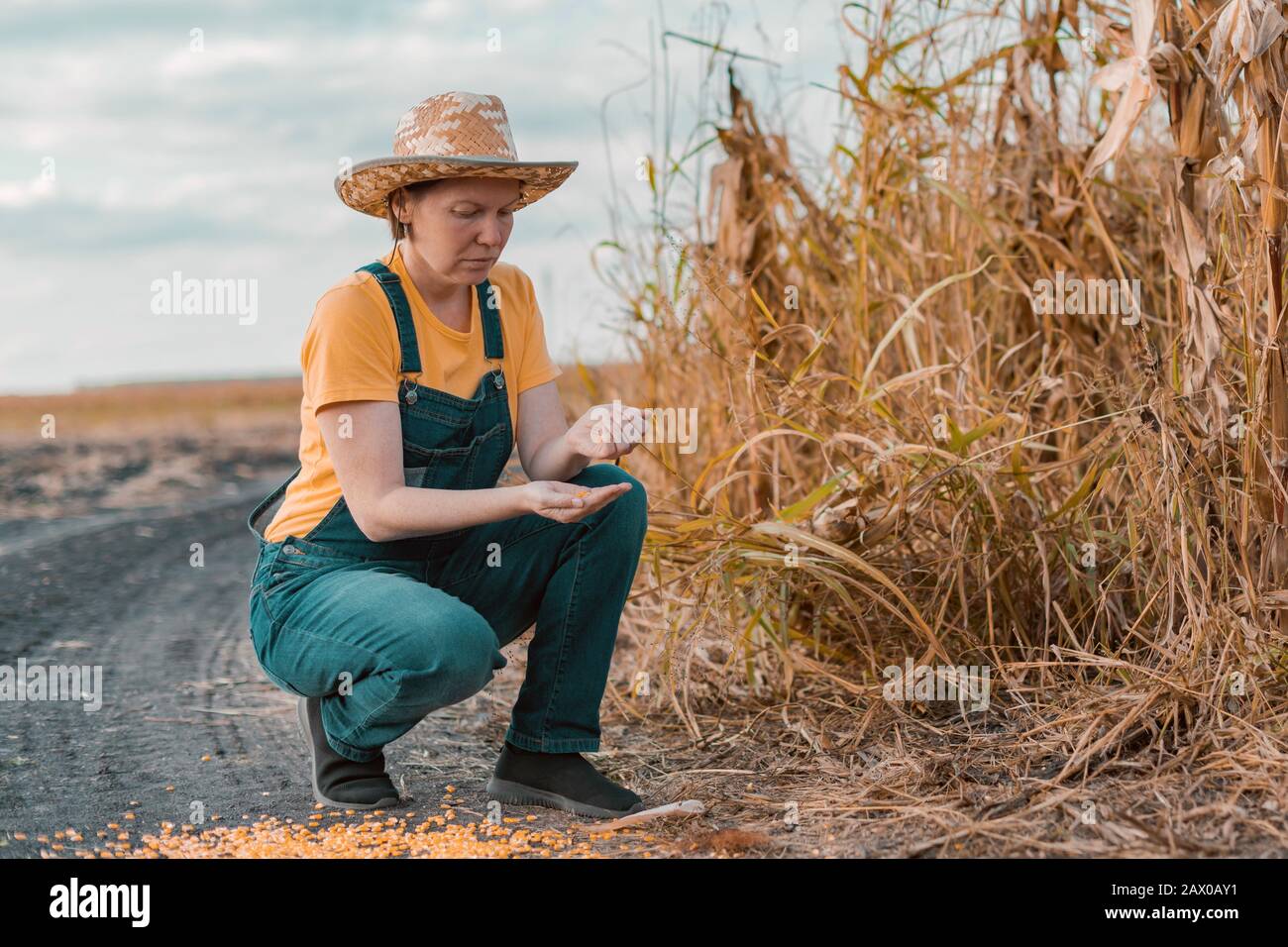 Disappointed female corn farmer in bad condition cornfield after poor harvest season of crops Stock Photo